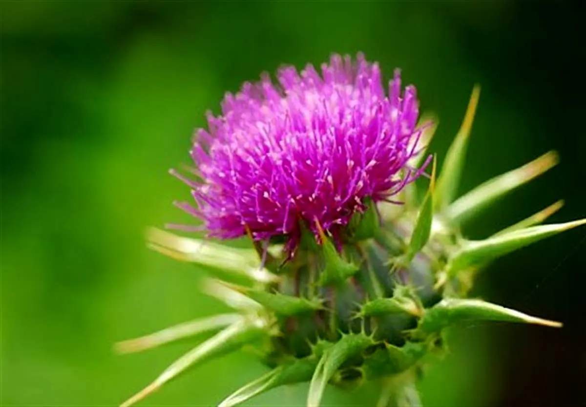 گیاه خارمریم چگونه به سلامت کبد کمک می‌کند؟