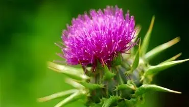 گیاه خارمریم چگونه به سلامت کبد کمک می‌کند؟