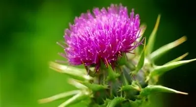 گیاه خارمریم چگونه به سلامت کبد کمک می‌کند؟