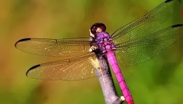 وجود سنجاقک های رنگی و زیبا در دنیا وایرال شده است +فیلم