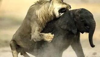 تلاش بی‌امان شیر ماده برای شکار بچه فیل + فیلم