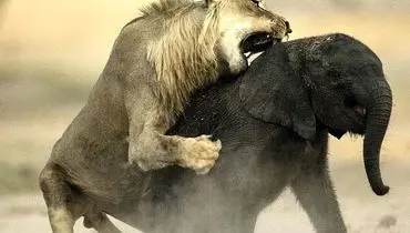 تلاش بی‌امان شیر ماده برای شکار بچه فیل + فیلم