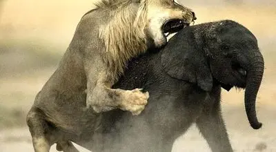 تلاش بی‌امان شیر ماده برای شکار بچه فیل + فیلم