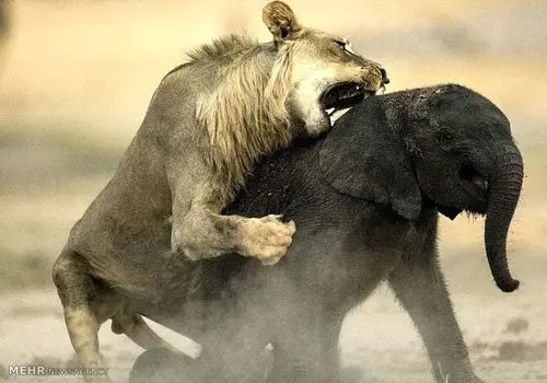 تلاش بی‌امان شیر ماده برای شکار بچه فیل + فیلم