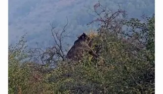 گلابی خوری دیدنی جناب خرس! + ویدئو/آماده‌سازی برای فصل سرد سال