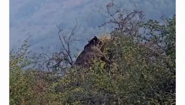 گلابی خوری دیدنی جناب خرس! + ویدئو/آماده‌سازی برای فصل سرد سال