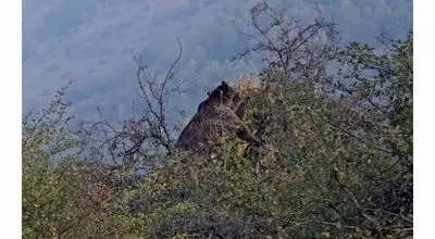 گلابی خوری دیدنی جناب خرس! + ویدئو/آماده‌سازی برای فصل سرد سال