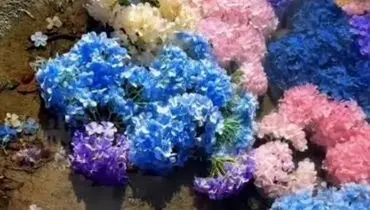 آبگیر مشهور ژاپن؛ زیبایی منحصر به فرد در فصل گل‌های ادریسی/ویدیو