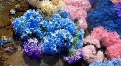 آبگیر مشهور ژاپن؛ زیبایی منحصر به فرد در فصل گل‌های ادریسی/ویدیو