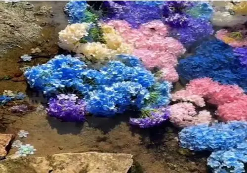 آبگیر مشهور ژاپن؛ زیبایی منحصر به فرد در فصل گل‌های ادریسی/ویدیو