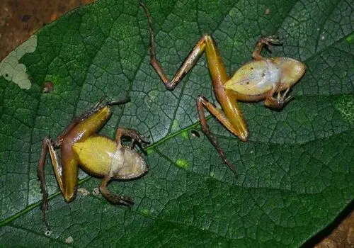 طرز تهیه پیتزا چیلی؛ پیتزای تند و خوشمزه به سبک مکزیکی