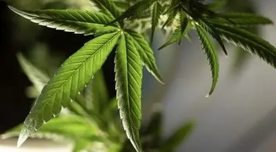 ماری‌جوانا و سیستم ایمنی بدن ! 