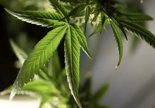 ماری‌جوانا و سیستم ایمنی بدن ! 