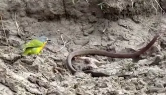 درگیری خونین میان مار سمی و پرنده کوچک + فیلم