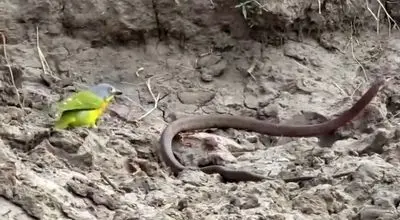 درگیری خونین میان مار سمی و پرنده کوچک + فیلم