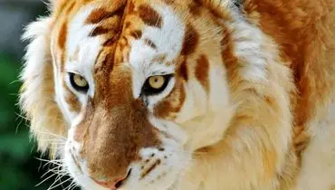 سرنوشت مبهم ببرهای طلایی؛ نگاهی به وضعیت یکی از نادرترین گونه‌های جهان+ عکس