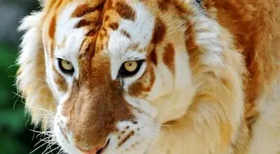 سرنوشت مبهم ببرهای طلایی؛ نگاهی به وضعیت یکی از نادرترین گونه‌های جهان+ عکس