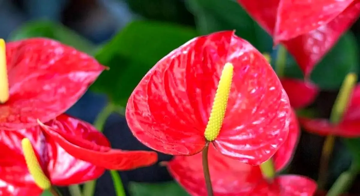 گیاهان آپارتمانی که عشق را به خانه می‌آورند
