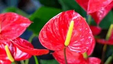 گیاهان آپارتمانی که عشق را به خانه می‌آورند
