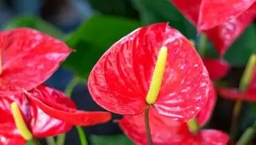 گیاهان آپارتمانی که عشق را به خانه می‌آورند
