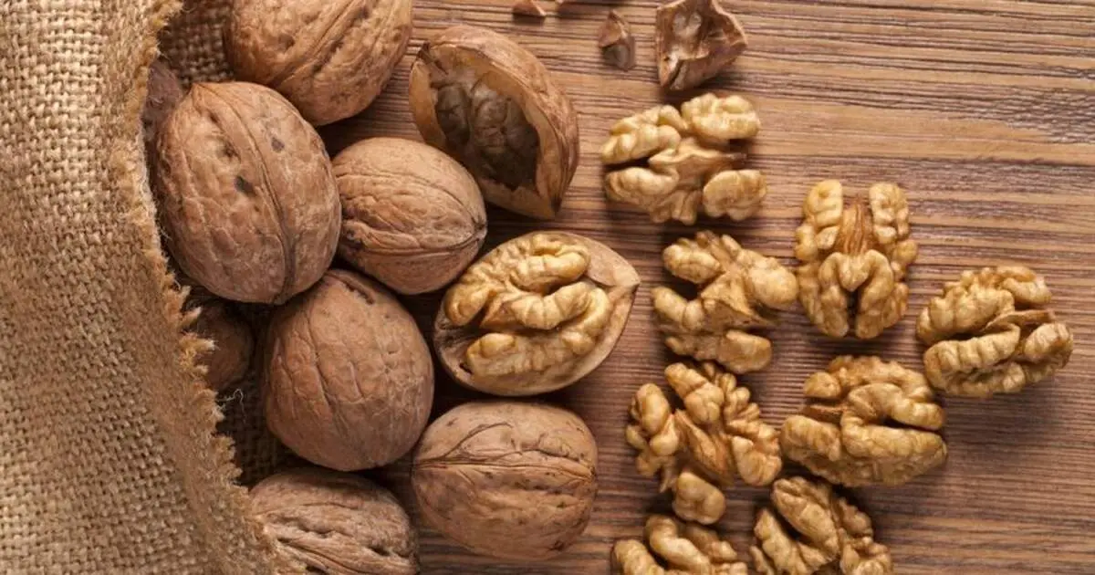 گردو؛ محافظ طبیعی بدن در برابر التهاب و پیری سلولی

