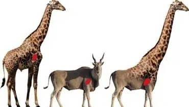 چرا زرافه‌ها گردن و پای چنین بلندی دارند؟