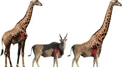 چرا زرافه‌ها گردن و پای چنین بلندی دارند؟