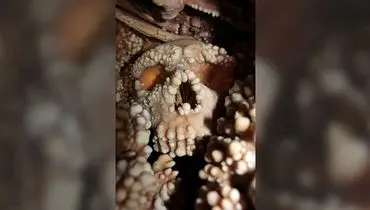 جمجمه‌ای ۱۳۰ هزارساله پرده از راز انسان‌های فراموش‌شده برداشت + عکس