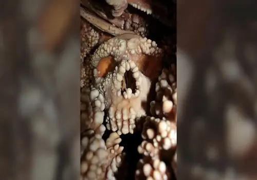 جمجمه‌ای ۱۳۰ هزارساله پرده از راز انسان‌های فراموش‌شده برداشت + عکس