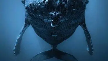 راز صداهای نهنگ‌ها؛ کاوشی علمی در پژواک‌یابی زیر آب