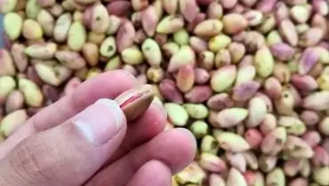 قیمت پسته تازه در بازار تهران امروز (مهر ۱۴۰۴)