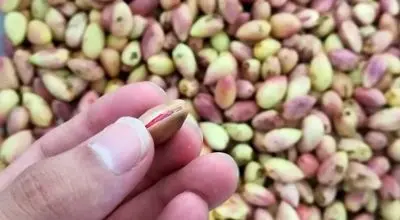 قیمت پسته تازه در بازار تهران امروز (مهر ۱۴۰۴)