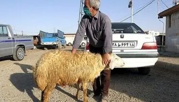 گوسفند کیلویی ۳۲۰ هزار تومان شد