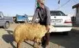 ادعای عجیب تاخت زدن پژو با گوسفند زنده!+ عکس