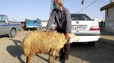 گوسفند کیلویی ۳۲۰ هزار تومان شد