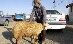 ادعای عجیب تاخت زدن پژو با گوسفند زنده!+ عکس