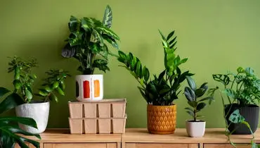 ۱۴ گیاه خانگی برای تصفیه هوای منزل و اتاق خواب

