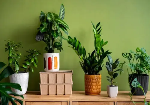 ۱۴ گیاه خانگی برای تصفیه هوای منزل و اتاق خواب

