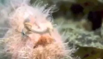 ماهیان باله‌دار پرتوئی/ویدیو 