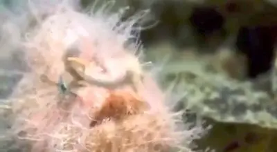 ماهیان باله‌دار پرتوئی/ویدیو 