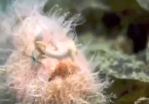 ماهیان باله‌دار پرتوئی/ویدیو 