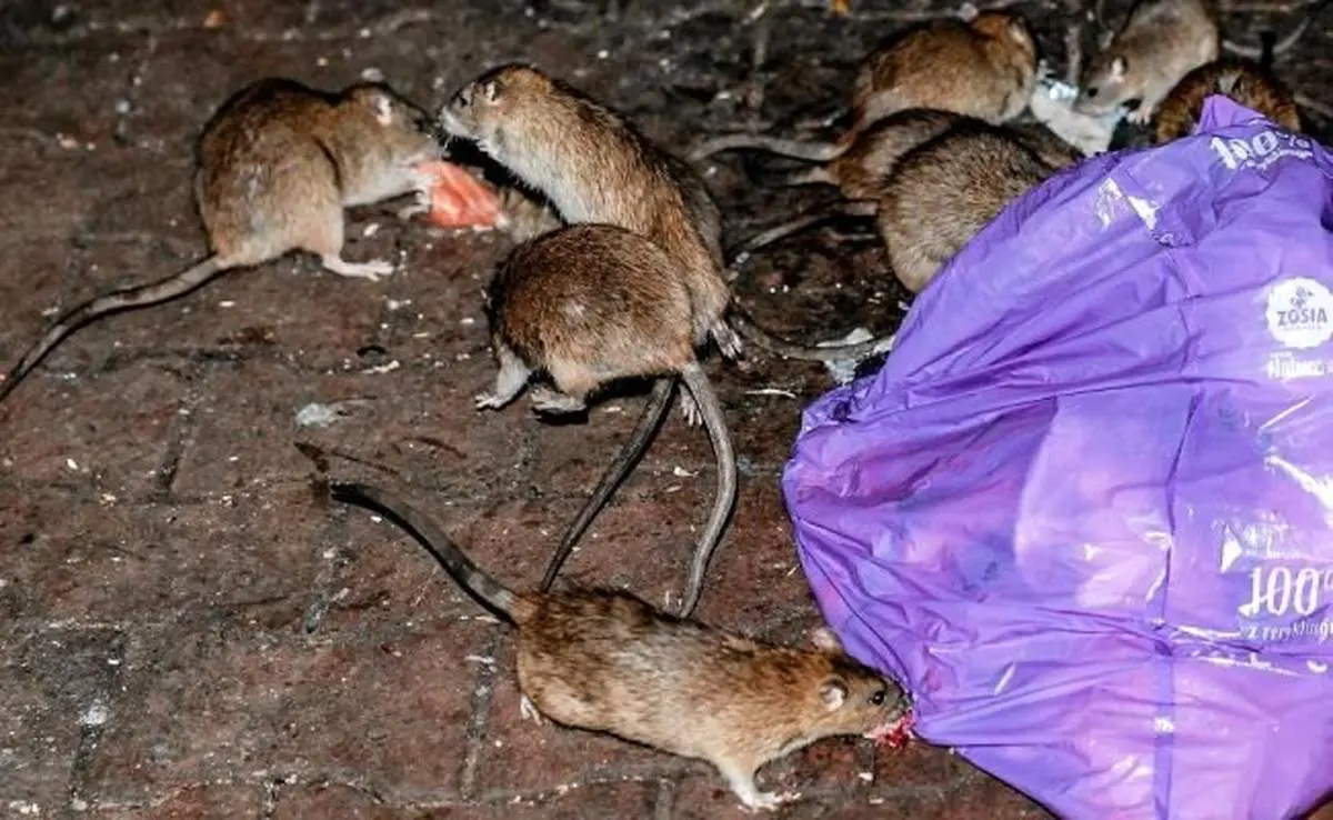 موش‌ها این شهر را به تصرف خود درآوردند! +فیلم