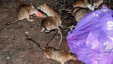 موش‌ها این شهر را به تصرف خود درآوردند! +فیلم