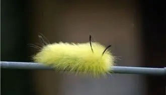  10 نمونه از زیباترین کِرم های جهان + فیلم
