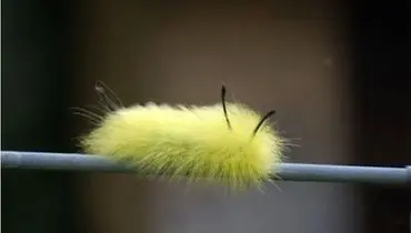  10 نمونه از زیباترین کِرم های جهان + فیلم
