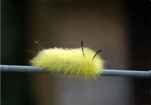  10 نمونه از زیباترین کِرم های جهان + فیلم
