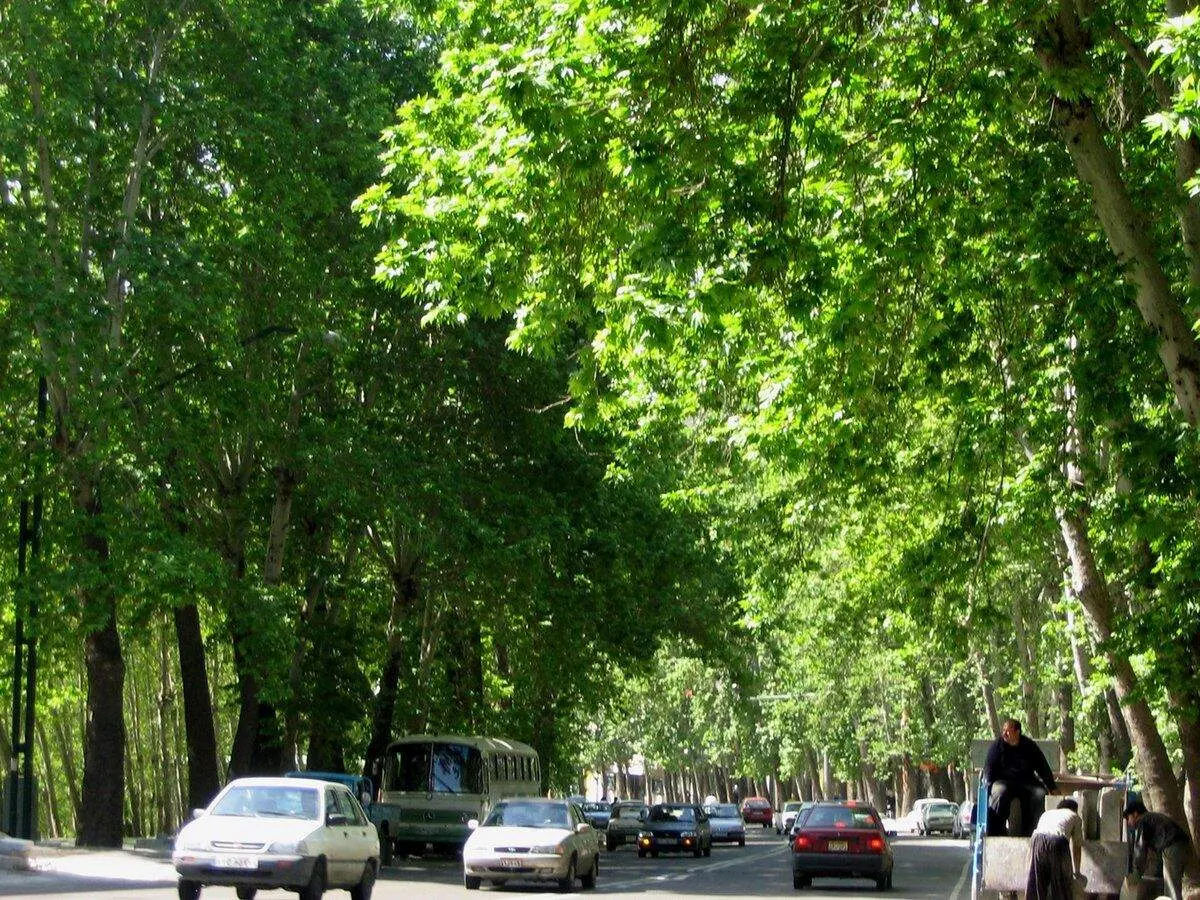 هشدار جدی شهرداری تهران؛ به این درختان اصلا دست نزنید+ عکس