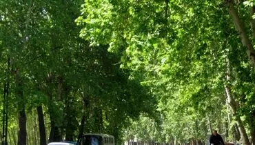 هشدار جدی شهرداری تهران؛ به این درختان اصلا دست نزنید+ عکس