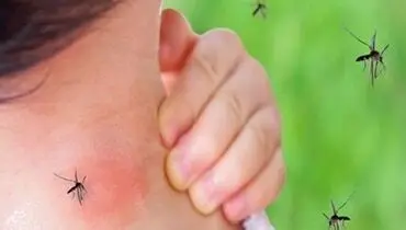 شناسایی ۱۰۹۴ مبتلا به تب دانگ در کشور