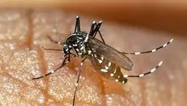 مهم ترین راهکار مقابله با پشه آئدس و بیماری هایی که به انسان منتقل می کند